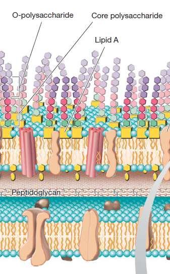 Endotoksini toksični lipopolisaharidi - deo spoljašnjeg sloja ćelijskog zida Escherichia, Salmonella, Shigella nespecifični vezani su ZA ćeliju i otpuštaju se u većoj količini nakon lize bakterijskih