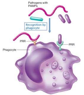 Urođeni imunski odgovor radi i bez prethodnog izlaganja patogenu Strukturne determinante na i u patogenima : LPS sloj, flagelin, dsrnk, peptidoglukan (PAMP) njih prepoznaju fagocite receptorima za