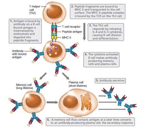 antigen-reaktivni limfociti: - B ćelije (antitela tj.