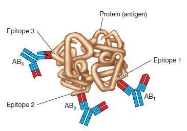 Šta je dobar antigen?