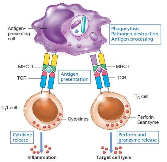 Ćelijski imunitet T ćelije mogu da prepoznaju antigen samo ako je vezan za MHC protein (major histocompatibiliy complex) na fagocitima i dr.