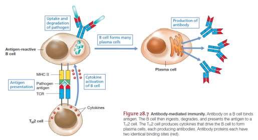 Humoralni imunitet B ćelije i plazma ćelije proizvode imunoglobuline (antitela) 1 antigen 1 antitelo B ćelije imaju preformirana antitela na površini ćelije da bi proizvele antitela, moraju prvo
