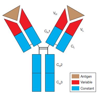 Antitela građeni od 4 polipeptidna lanca (2 teška i 2 laka) svaki lanac ima konstantni i varijabilni domen varijabilni domeni teškog i lakog lanca formiraju antigen-vezujuće mesto neograničeni broj