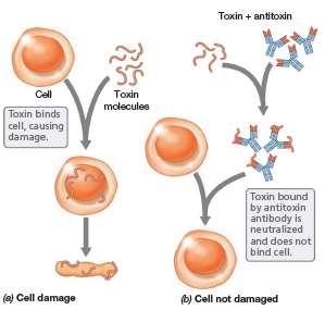 patogena antitela mogu da blokiraju interakciju između patogena i ćelije domaćina mogu vezati toksine