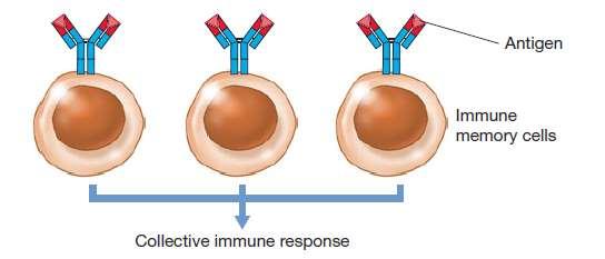 molekularne interakcije pamćenje imunski odgovor na specifično antitelo je brži i