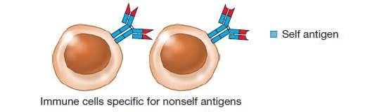 rast i deobu antigen-reaktivnih ćelija u velikom broju kopija tolerancija imunske