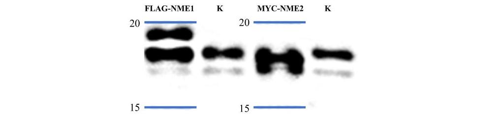 Slika 14. Analiza Western blot MYC-NME2 i NME6-MYC-FLAG s antitijelom anti-myc. Crna strelica predstavlja protein MYC-NME2, a crvena protein NME6-MYC-FLAG.