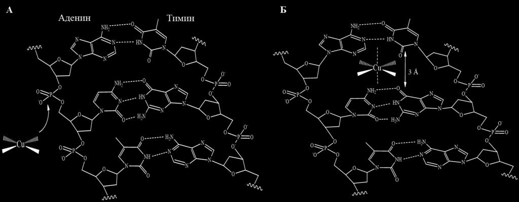 Слика 8. (А и Б) Интеркалација бакар(ii)-комплекса са молекулом ДНК Електростатичке интеракције лека и ДНК молекула су углавном неспецифичне и дешавају се дуж спољашње стране ДНК хеликса.