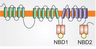 1.6.1 MRP1 MRP1 je membranski protein koga kodira ABCC1 gen lociran na hromozomu 16-16p13.11. Pripada MRP (C) familiji, ABC transportera i prvi je indentifikovan od 13 postojećih članova (Cole i sar.