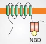 1.6.2 BCRP BCRP je ABC transporter koji je prvi put izolovan iz ćelijske linije karcinoma dojke MCF-7/AdrVp rezistentene na doksorubicin po čemu je i dobio ime, Breast Cancer Resistance Protein