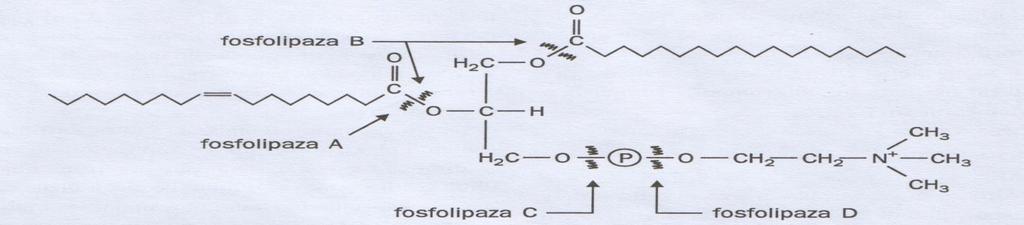 Hidroliza fosfolipida i estra holesterola Fosfolipidi se razgraďuju pod dejstvom fosfolipaze A 2 Estre holesterola hidrolizuje holesterol