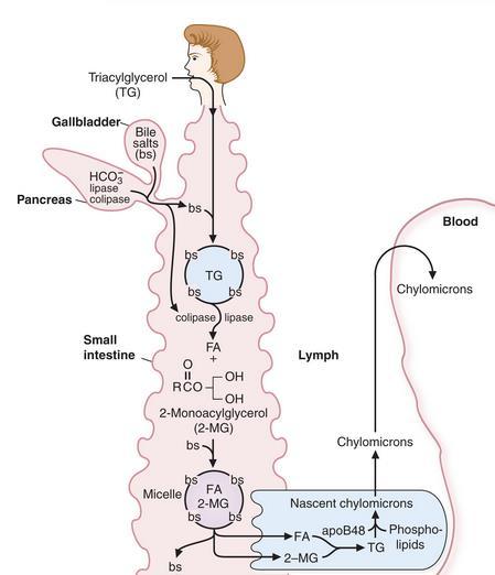 Osobine i uloge masti Koji su enzimi uključeni u intestinalno varenje lipida i gde ostvaruju svoje dejstvo?