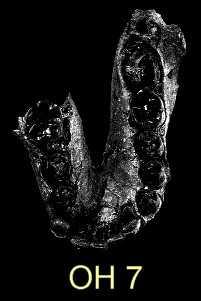 SLIKA 3. Fosilni nalaz zubiju i lubanje Homo habilisa (http://naturalselection.0catch.com/files/early%20man.html#homo%20habilis) 2.2. Homo erectus Vrsta koje je evoluirala iz Homo habilisa je Homo erectus.