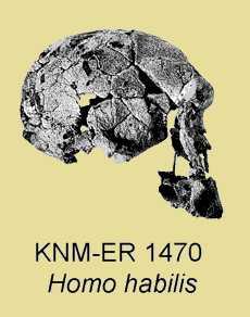 hod. Homo erectus općenito ima veće dimenzije tijela i krupniji je.