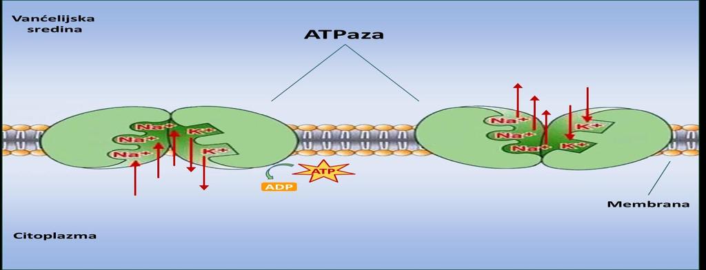 1. Uvod oslobaďa orto fosfat, a ATP se konvertuje u ADP (Slika 5.).