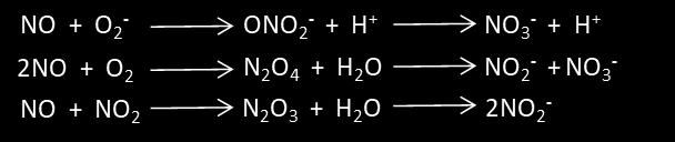 3. Materijal i metode jedinjenje dodatkom Griz-ovog reagensa. Merenjem apsorbance na 540 nm odreďivana je koncentracija NO 2 -. A. B. N-(1-Naftil)- Sulfanila Azo Slika 1.