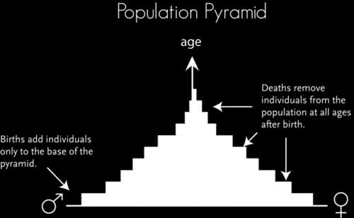 Kod populacija koje se razmožavaju polno, odnos polova u populaciji teži ka optimalnom (1:1), što je objašnjeno Fišerovim pravilom (Hamilton, 1967).