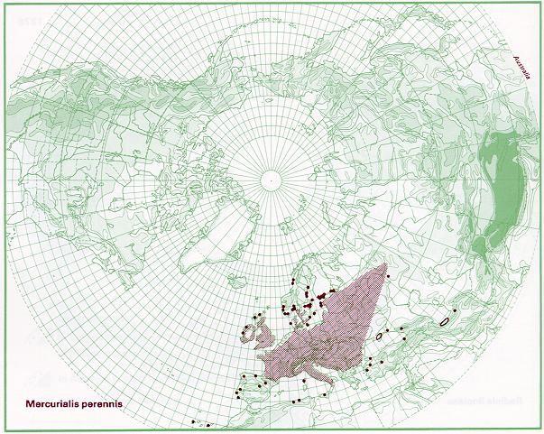 Slika 4. Areal vrste Mercurialis perennis (prema Atlasu Florae Europaeae) Mukerji nije uzeo u obzir rasprostranjenje rodova koji su se u njegovo vreme smatrali najsrodnijim rodu Mercurialis.