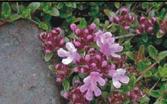 vulgaris Thymus Lamiaceae 10-30cm T.praecox T.serpylum T.