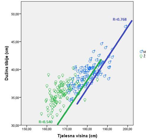 Povezanost između varijabli, dužine tibije i tjelesne visine, opisana je putem dolje prikazanog scatter dijagrama grafikon 17, koji