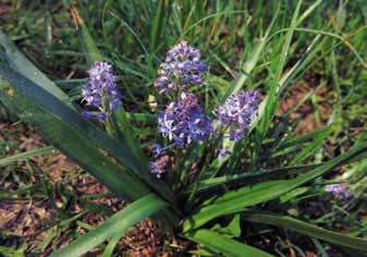 BUK Livadski procjepak (Chouardia litardierei (Breistr.) Speta) zeljasta je trajnica iz porodice ljiljana (Liliaceae).