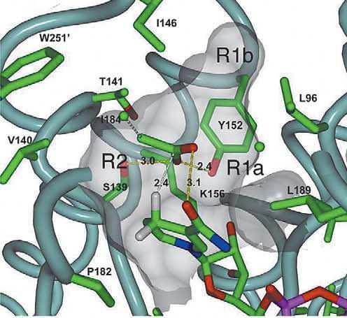 Aktivno mjesto DADH katalitička trijada Ser139, Tyr152, Lys156 Ogranak tirozina služi kao baza u deprotonaciji alkohola Ser139