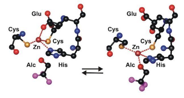 Dvostruka izmjena liganada vezanih na cink: zamjena vode karboksilatnom skupinom bočnog ogranka