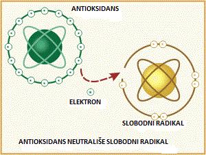 Teorijski deo Slika 2.7. Neutralizacija slobodnog radikala Slobodni radikali svakodnevno nastaju u svakom čoveku u ćelijama.