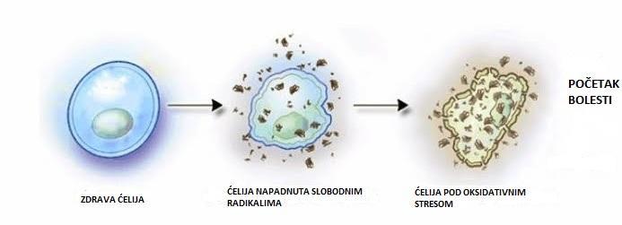 Teorijski deo Slika 2.8. Delovanje slobodnog radikala na zdravu ćeliju Slobodni radikali se stalno stvaraju i neutrališu u organizmu.