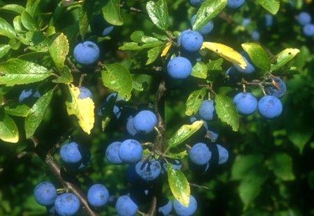 Teorijski deo 2 TEORIJSKI DEO 2.1 Trnjina (Prunus spinosa L.) 2.1.1 Botaničke karakteristike na slici 2.1. Sistematika trnjine (Prunus spinosa L.) prikazana je u tabeli 2.1, a izgled trnjine Tabela 2.