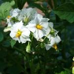 Beli cvet Boja cveta varira od bele preko roza