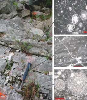 У лоферском тријасу је богата фосилна заједница дазикладаце: Тhaumatoporella parvovesiculifera, Diplopora, Clypeina, Andrusoporella, Gyroporella, Porosella,