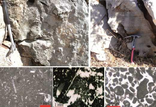Преко формације Тејани оолитни grainstone садрже фораминифеу Protopeneroplis striata, која пружа доказе да депонат не може бити старији од aлениана.