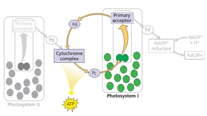 Ciklički protok elektrona proizvodnja ATP-a u nepovoljnim uvjetima -uključuje samo fotosustav I -stvara se ATP ali ne i NADPH -ne otpušta se kisik -pobuđeni elektroni ponovno se vraćaju u reakcijsko