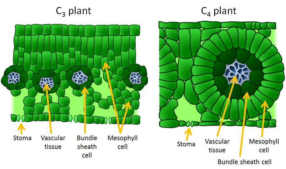 C3 vs c4 biljke žila stanice žilnog ovoja mezofil ~95% biljaka evolucijski starije efikasnija fotosinteza u umjerenim uvjetima i mnogo vode žila
