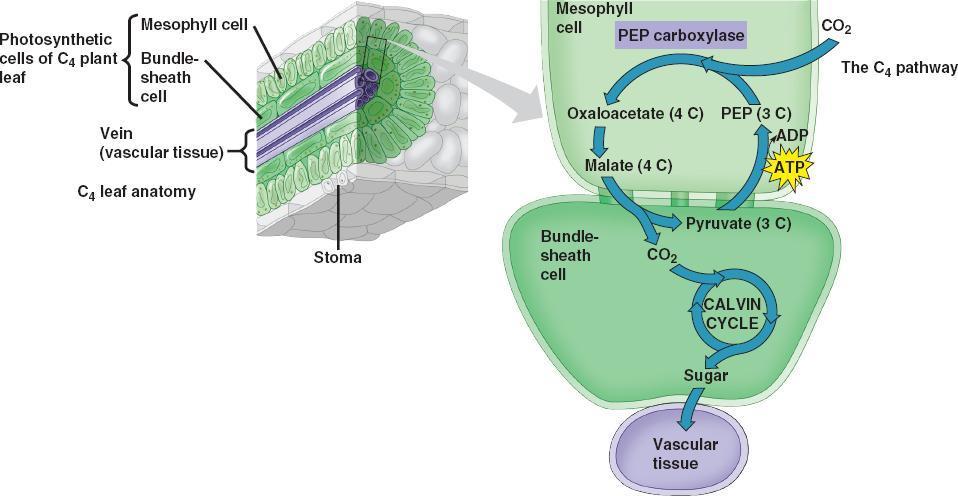 C4 biljke stanice žilnog ovoja i mezofilne stanice (kloroplasti tih stanica se razlikuju) PEP karboksilaza veže CO 2 učinkovitije od rubiska u suhim i vrućim uvjetima kada zbog zatvorenosti puči pada