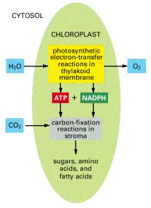 Kloroplast i fotosinteza Fotosinteza 6 CO 2 + 12 H 2 O C 6 H 12 O 6 + 6 O 2 + 6 H 2 O 1. Reakcije ovisne o svjetlosti 2.