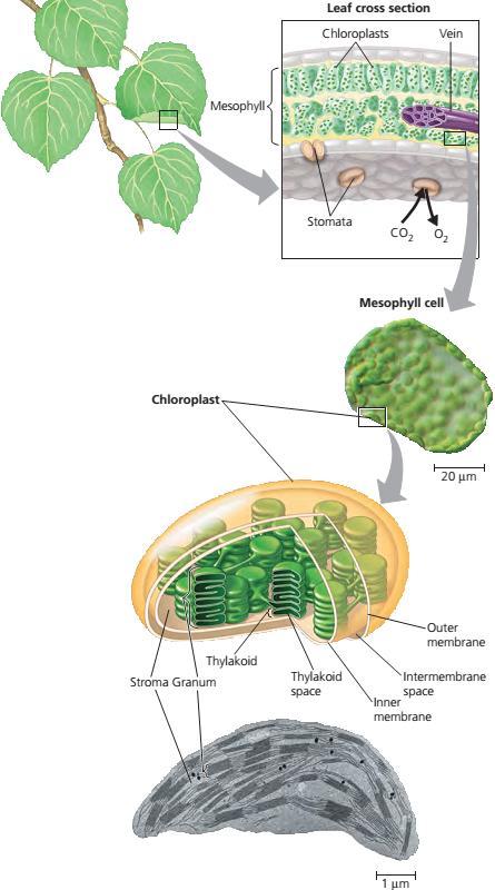 KLOROPLASTI -sadrže zeleni pigment klorofil, enzime i druge molekule koje sudjeluju u fotosintezi -listovi i ostali zeleni dijelovi biljaka i alga -nastaju iz proplastida izloženih svjetlu i diobom