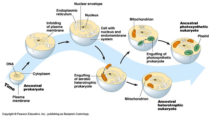 Endosimbiotska teorija o postanku eukariota s organelama stanične