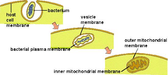 Dokazi endosimbiotske teorije Kloroplasti i mitohondriji su slične veličine kao i bakterije (prokarioti) Oboje imaju dvostruku membranu ostatak