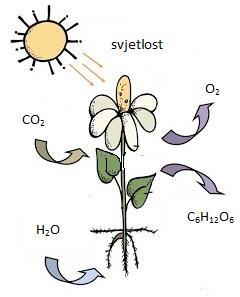 5.1. Fotosinteza Svakom živom organizmu za obavljanje osnovnih životnih funkcija potrebna je energija.