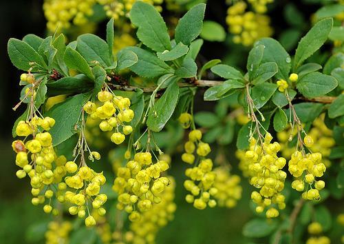 1. UVOD 1.1 ŽUTIKA Berberis vulgaris L. (žutika) biljna je vrsta iz porodice Berberidaceae i široko je korištena u narodnoj medicini.