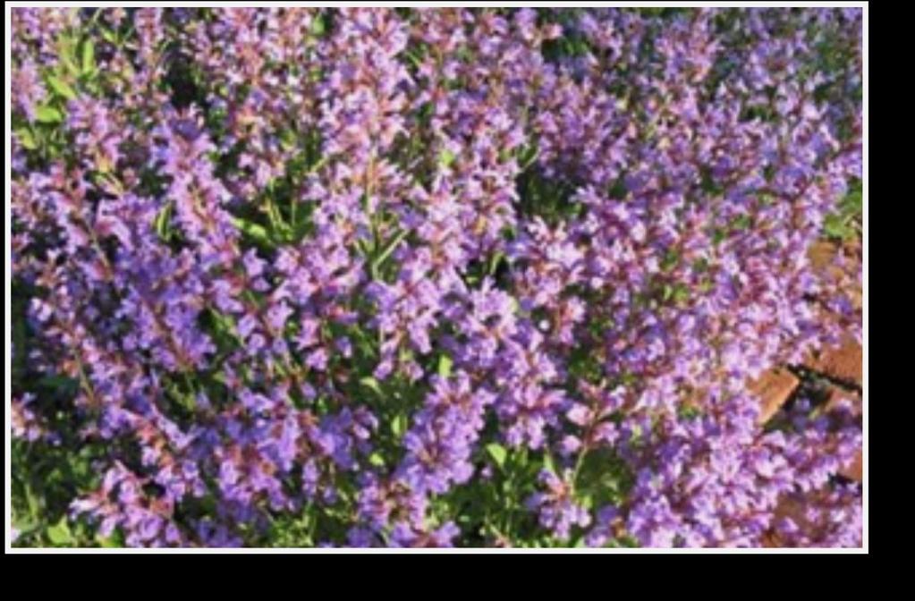 Kadulja se ubraja meďu najljekovitije biljke našeg planeta. Njezino latinsko ime - Salvia officinalis - potječe od riječi salvare što znači spasiti ili liječiti.