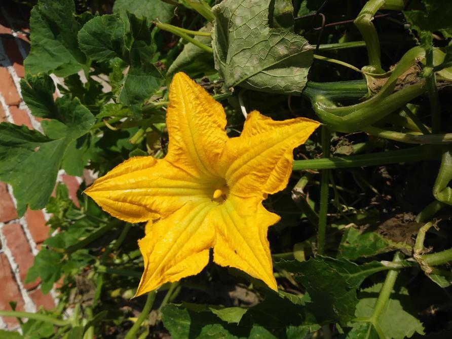 Žuti cvjetovi su smješteni u pazuhu listova Građa cvijeta: čaška