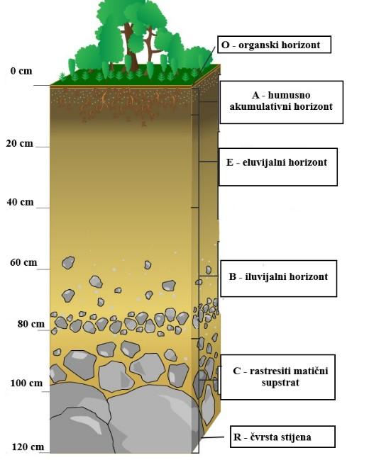 Slika 2. Profil tla (modificirano prema: https://eucbeniki.sio.si/geo1/2516/index2.html) Morfologija tla temelji se na razvoju slojeva (horizonata) tijekom nastanka i razvoja tla.