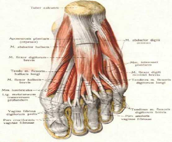 Zglobove stopala pokreću ekstrizični mišići koji polaze sa potkolenice i intrizični mišići koji polaze sa plantarne (slika 11, 12, 13 ) i dorzalne strane stopala (slika14).