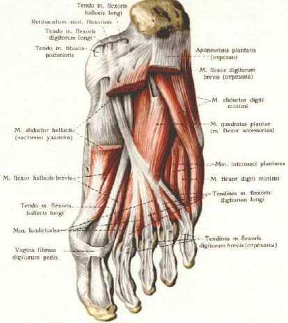 Dve najznačajnije uloge mišića stopala su održavanje svodova i stabilizacija stopala, kao i uloga u funkciji hoda, jer bez njih je nemoguće odvajati stopala od podloge 20. Slika 12.