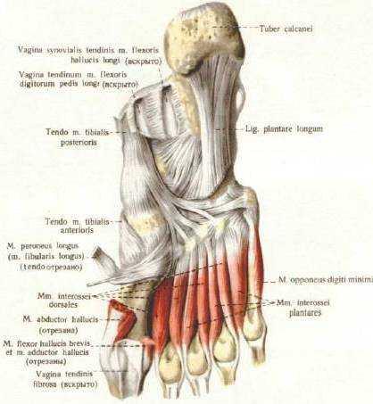 slika 13. Mišići plantarne strane stopala (duboki sloj). (Izvor:http://intranet.tdmu.edu.
