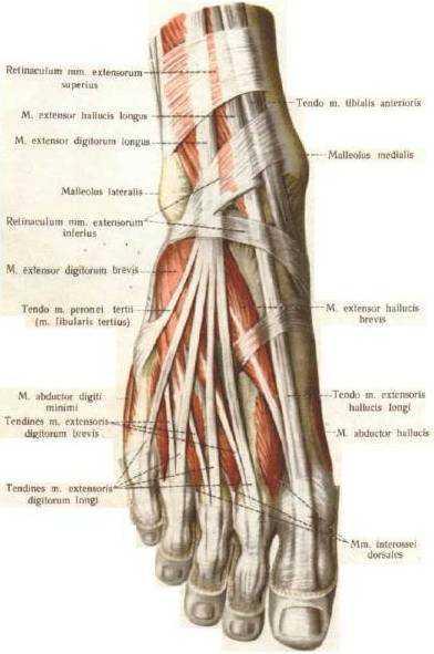 Slika 14. Mišići dorzalne strane stopala. (Izvor:http://intranet.tdmu.edu.