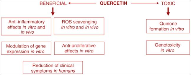 tih produkata je orto-kinon (QQ) koji moţe ometati funkciju vaţnih enzima. Kod vinskih mušica je pokazana i mogućnost genotoksičnog djelovanja kvercetina (32).